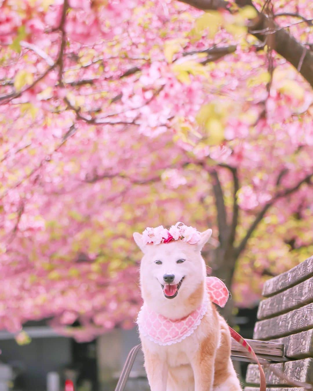 柴犬 けんしろう ゆりあのインスタグラム：「🌸🐶🌸  ゆりナースより感謝を込めて🙏🌸 ↓ お世話係の昨日のpostで、お兄ちゃんの足のむくみをとる方法をコメントやDMやLINEでたくさんたくさん教えてくれてありがとう❤️  お世話係が教えてもらったこと、片っぱしから試しててね、なんとお兄ちゃんのあんよがほっそりしてきたの🐾✨ お世話係が、食べさせること飲ませることに必死で、排出することにもっと目を向けるべきだったと反省してたよ。 むくみの場所だけマッサージするんじゃ意味がなくって、リンパの最終出口は左肩の辺りだからマッサージする前にまずはそのリンパの出口を開いてあげなくっちゃいけなかったみたい。みんなすごいなぁ。あたちもお兄ちゃんの専属ナースとして色々勉強しなくっちゃ🐶🔥  ところで、お世話係〜！今朝んぽで思い出したようにあたちの写真撮ってたけど、もう桜に葉っぱが出てきて、なんか桜餅みたいな仕上がりなんですけどー🌸🌱  #元保護犬 #保護犬を家族に  Location:Chiba」