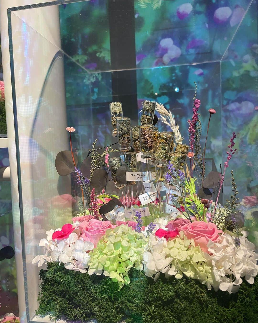 須貝茉彩さんのインスタグラム写真 - (須貝茉彩Instagram)「. 今日有楽町のマルイにオープンした 花を五感で楽しむアート展‼︎  『NAKED FLOWERS FOR YOU』  昨日のよじごじDaysのレポートで 一足先にお邪魔しました😌  新しくて面白い〜🌸 アルコールをして入場するところも またアートの工夫があって感動🥺 動画はストーリーズに上げてます。  お花好きの方はぜひ♡  #テレビ東京 #よじごじdays  #フリーアナウンサー #須貝茉彩  #ネイキッドフラワーズフォーユー」3月19日 21時41分 - maaya.gm