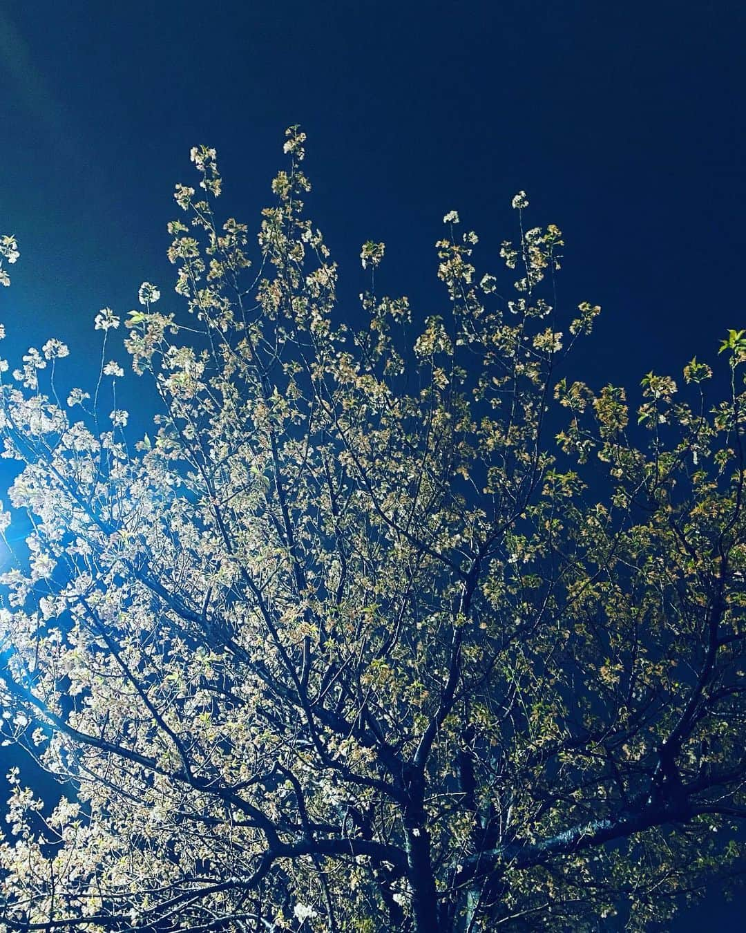 陸守絵麻のインスタグラム：「夜散歩 まだ満開ではないけれど 雨上がりの夜桜キレイ🌌  🌿🌸🌿🌸」