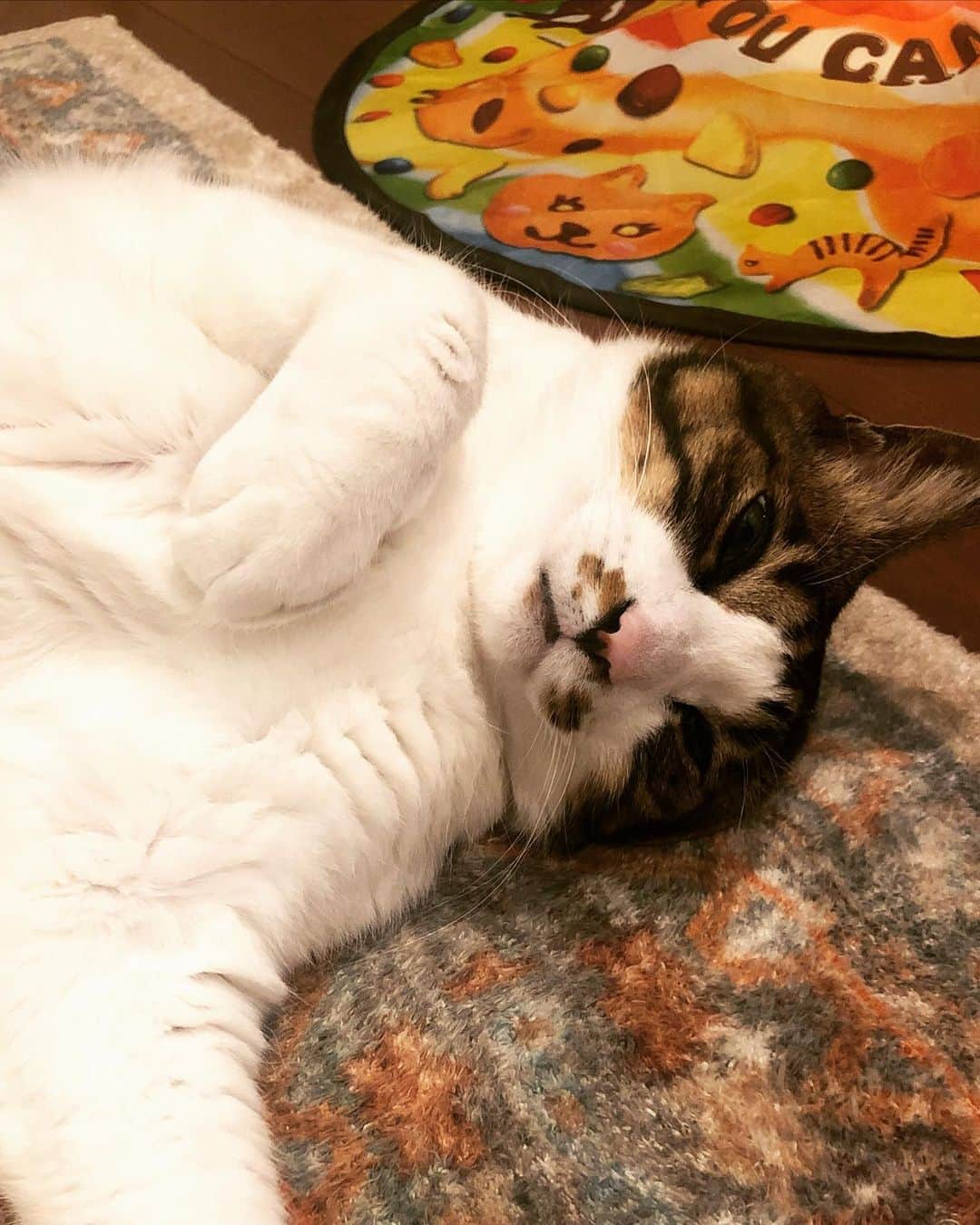 門倉聡さんのインスタグラム写真 - (門倉聡Instagram)「寝顔。 #猫寝顔　#catsleeping」3月20日 0時57分 - kadocks