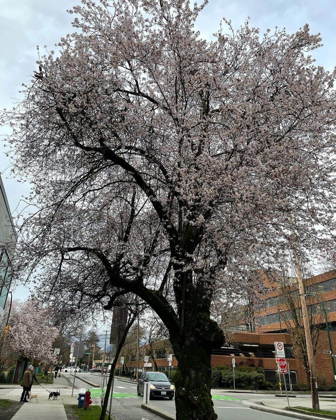 光浦靖子さんのインスタグラム写真 - (光浦靖子Instagram)「Spring has come in Vancouver.  バンクーバーに春が来たよ」3月20日 1時09分 - yasukomitsuura