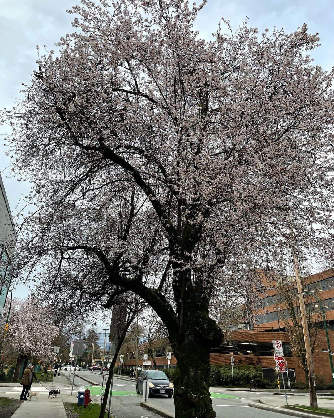 光浦靖子のインスタグラム：「Spring has come in Vancouver.  バンクーバーに春が来たよ」