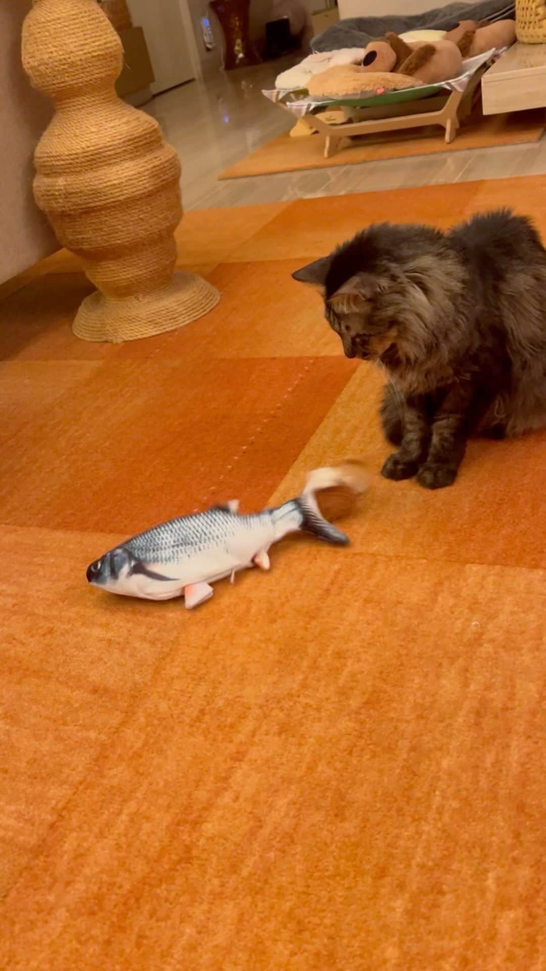 杉本彩のインスタグラム：「魚のおもちゃで遊ぶマイケル😺 遊んだ手を舐める不思議な行動😅  #遊ぶ猫 #魚のおもちゃ #鳥のおもちゃ」