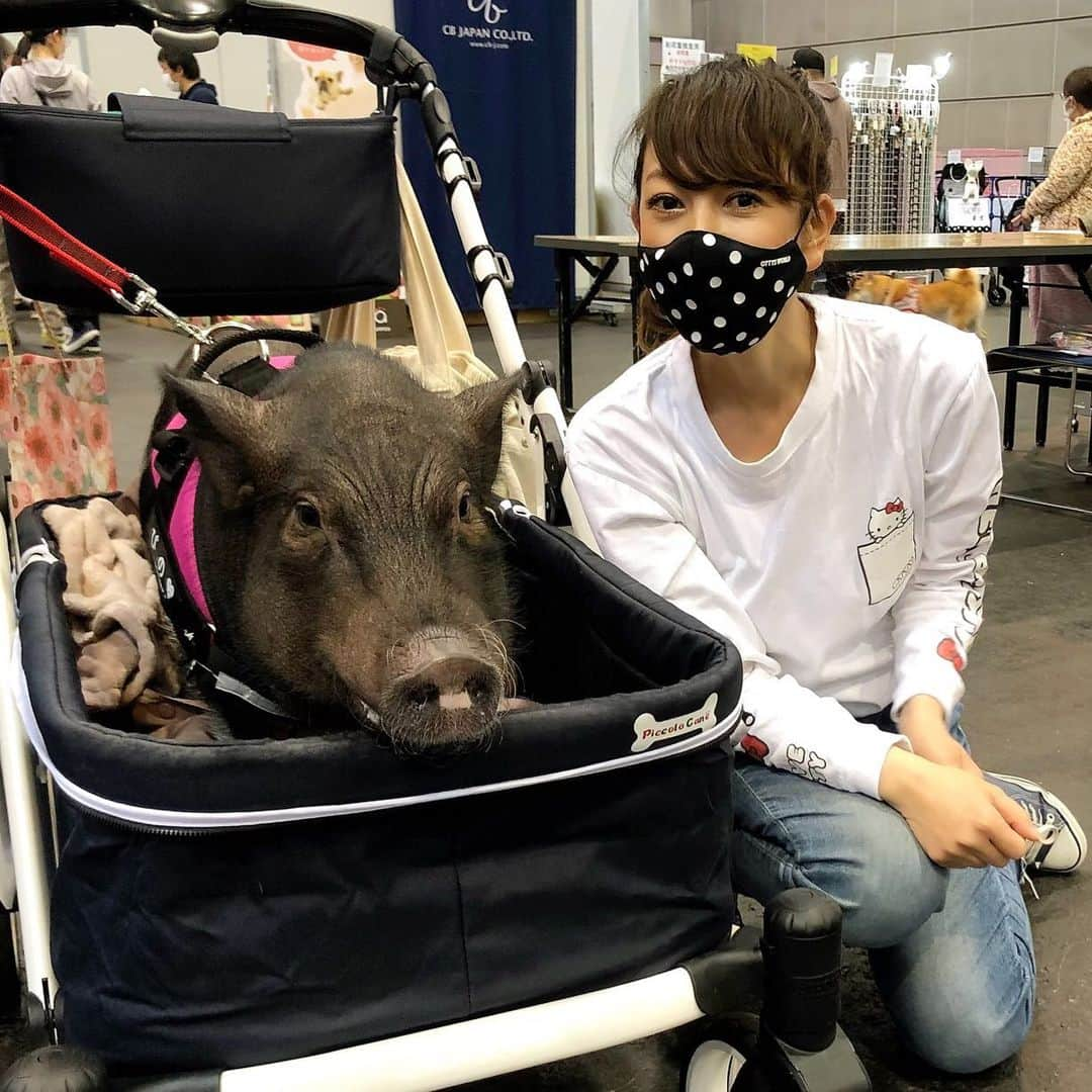 大原かおりのインスタグラム：「静岡ペット博♡♡♡ きのうはブタちゃんに会えたよ🐷💕 マイクロブタのピノちゃん❤️ 大人しくて可愛かったー！！  今日も沢山のペットちゃんと戯れて 癒されてきたいと思いますっ 🙋‍♀️🐶😻🐇🐿🦊🐓🐥💖  皆さんもステキな日曜日を過ごしてね💋 ⑅*⸌◡̈⸍*⑅ #ペット博 #静岡ペット博 #ツインメッセ静岡 #ペットイベント #ブタちゃん #ピノちゃん #可愛かった #マイクロブタ #🐷 #💕」