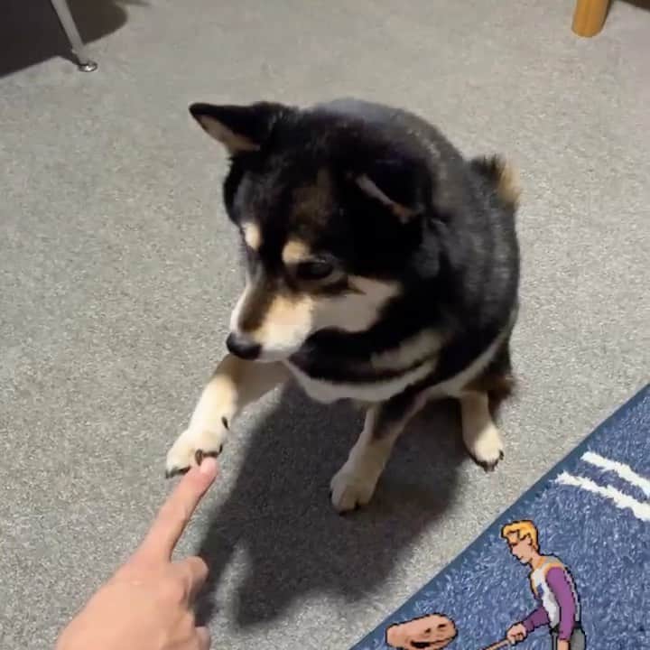 吾子のインスタグラム：「・ ・ ・ 🐶💕👽 ・ 宇宙人だって通じ合うよねー🐶❤️ ・ ・ ・ ・ ・ ・ ・ ・ Even aliens can communicate with each other.  people? Can't you get along? ・ ・ ・ #ET #仲良くしようね  #Sapporo ・ 北海道の柴犬 #柴北会 の皆ワン🐶肉球ケアを忘れずに〜🐾❤️ ・ #adorable #instadog#shibainu#dog#instagramjapan#instashiba#kuroshiba #kuroshiba#socute #cutedog#いぬのきもち #黒柴 #dogstagram_japan」