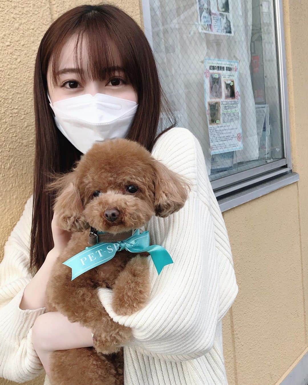 のインスタグラム：「トリミングデー🐩💕 可愛く変身しました🧸  #休日 #トイプードル #toypoodle #愛犬 #ぽぽ #トリミング #dayoff #🐩 #🐶 #rkb毎日放送 #アナウンサー #辻満里奈」