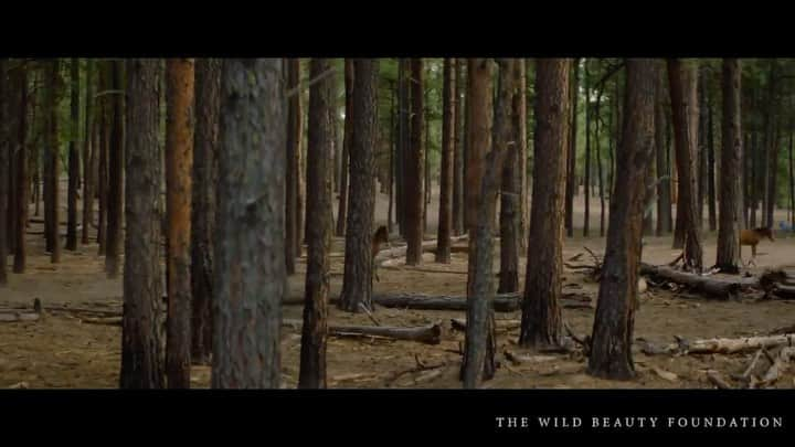 ゾージア・マメットのインスタグラム：「The Alpine wild horses are going to be rounded up starting Monday.  These stunning horses exist in the deep forests of Arizona with their families.  The Forest Service claims they are “feral” and plans to remove approximately 400 of them.  This would essentially wipe out the Alpine wild horses.   If you have time please watch, share, send an email or make a call.   Either call 928-333-6280 and keep your comment brief:  "I want 100-day reprieve for the Alpine wild horses, please preserve the wild beauty of our world“ or email the same comment to Jeffrey.Todd@usda.gov   This is happening all over the country. These horses deserve to live. Let’s preserve the lives of all of these wild horse breeds. May they live long and free in all their majesty✨❤️」