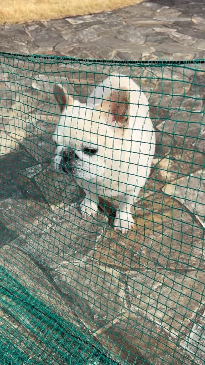 タニム（マーブル母）のインスタグラム：「* おはようございます🌞 今朝のマーブルです🐷 お隣のレン君（プードル🐩）が出てきた時の ジャイコ丸出しマーブル😅  #挨拶だと思いたい #ジャイコマーブル #困惑な熱烈歓迎？ #私のアモーレ🐷❤️」