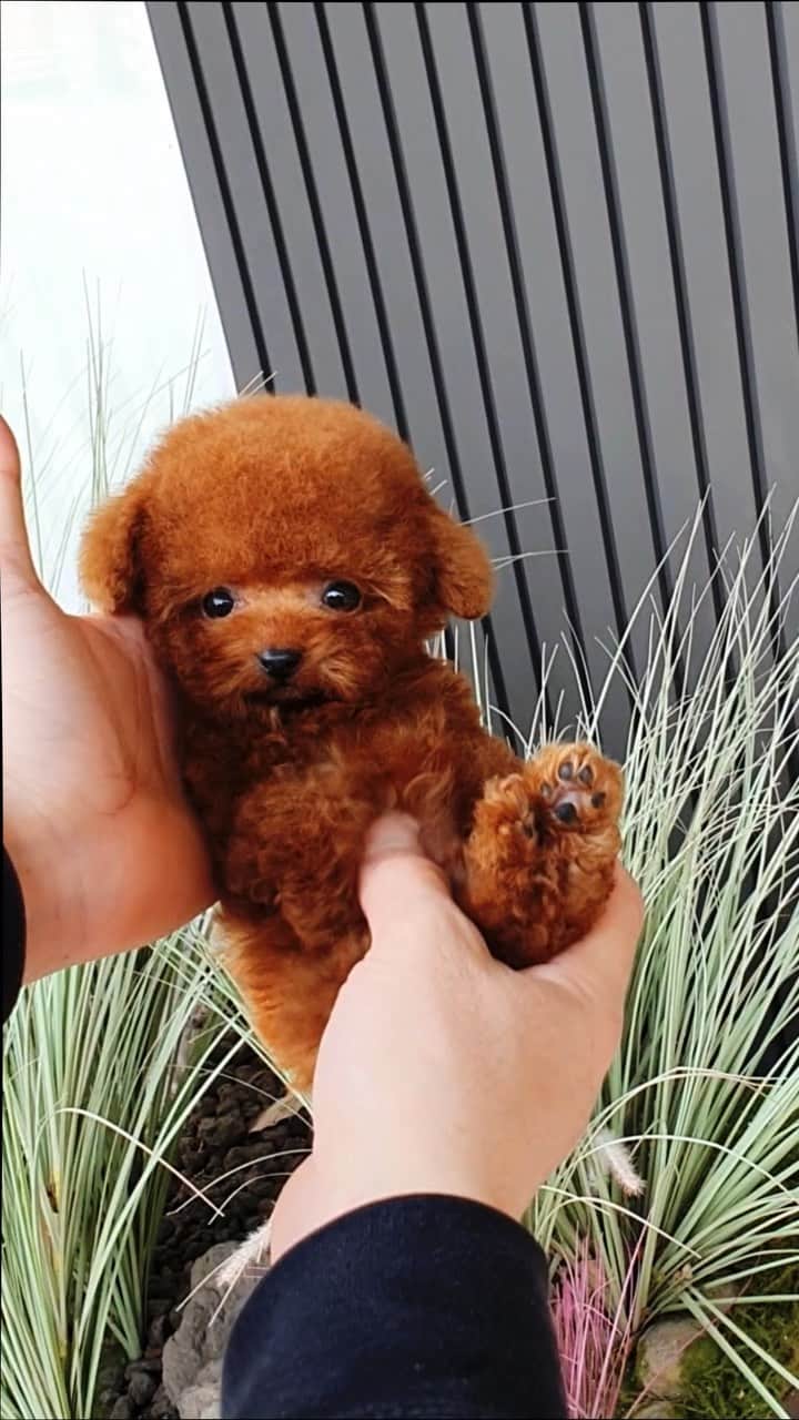 Rolly Pups INCのインスタグラム：「Look at those tiny little legs move!😂 Follow me Ace, the red poodle!❤️😍  🤳🏽DM, WhatsApp, iMessage for assistance📲  #poodle #poodlesofinstagram #poodlelove #poodlepuppy #poodlegram #poodlelife #redpoodle #toypoodle #puppylove #puppy #puppylife #puppyoftheday #seattle #miami #newyork #dallas #sanfrancisco #losangeles #indonesia #thailand #philippines #dubai #vancouver」