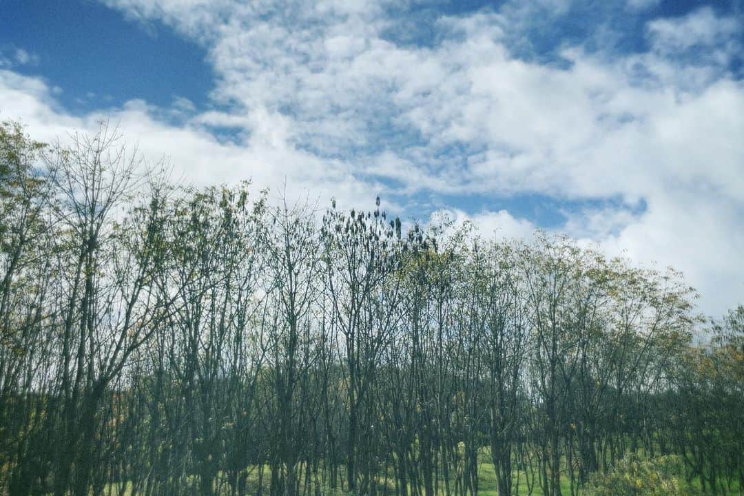 樋口柚子のインスタグラム：「漆林🍃」