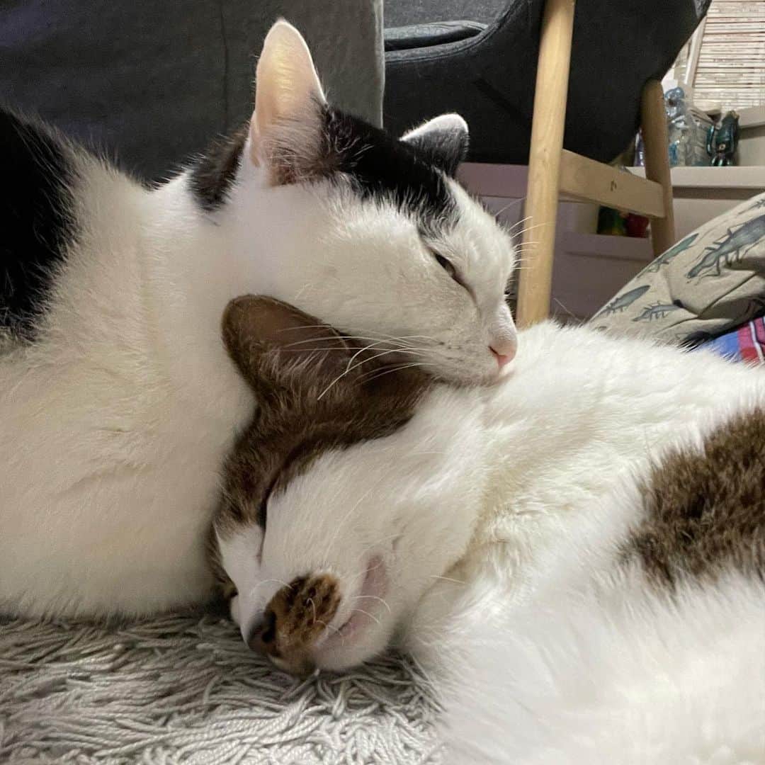 ghemtexのインスタグラム：「#髭枕 #猫」