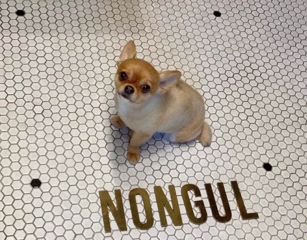 瀬戸サオリのインスタグラム：「I love...🐕🤎  愛おしすぎる🫰🏼  #愛犬」