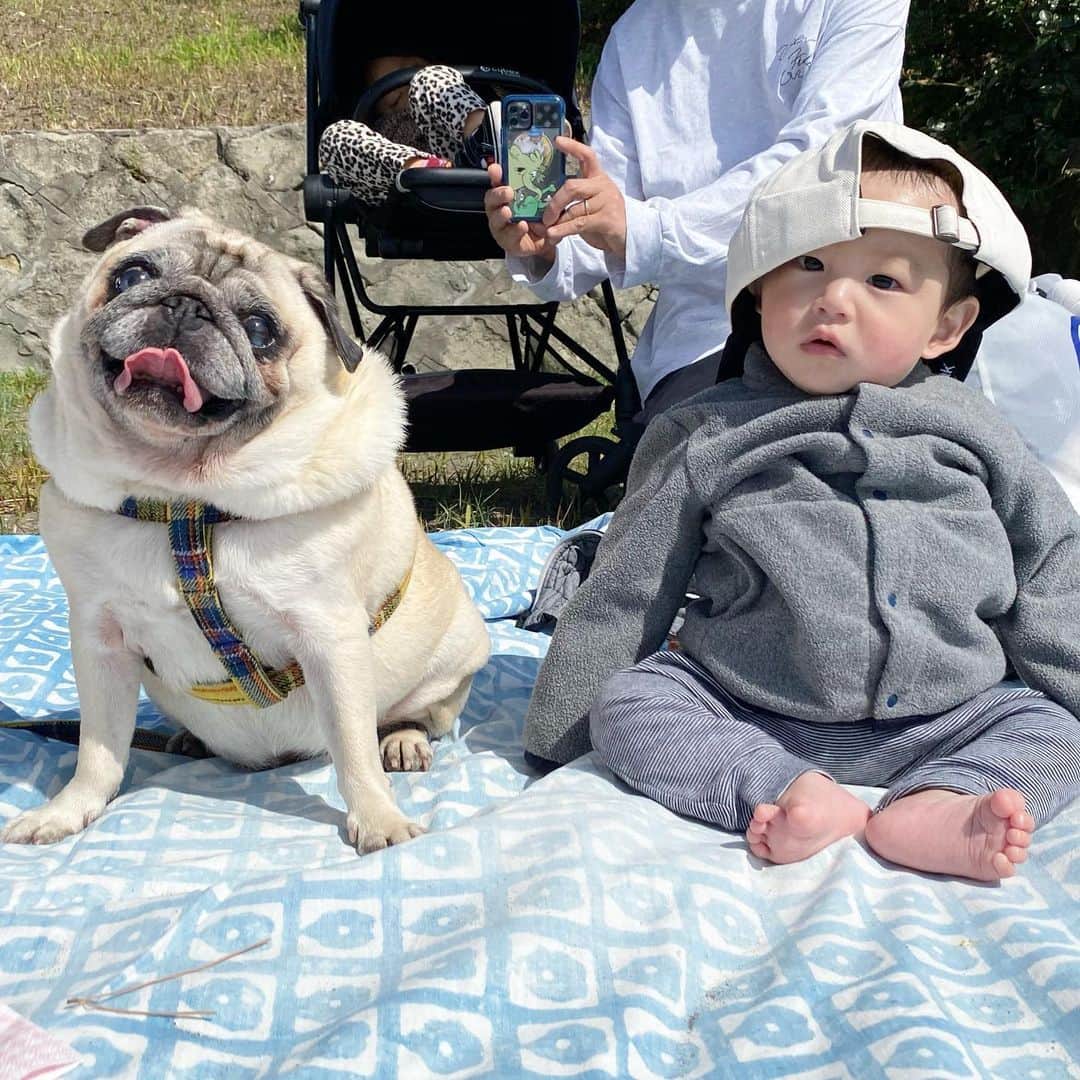 YOPPYのインスタグラム：「. #ライ姐さん　と海へ  @pug_lyra_pug さん いつも　優しくしてくれて　ありがとう  #pug #puglove  #pugsofinstagram  #puglife #pugandbaby」