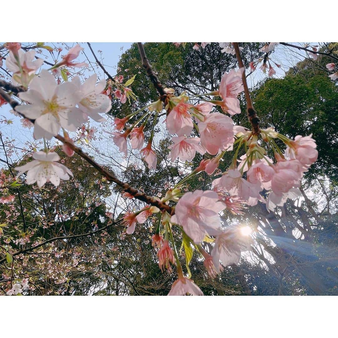 おかゆのインスタグラム：「🎼🐶🌸🎶🎸💫🌈  やわらかなかほりに誘われて… ふわりひらりあなたと桜綴。  この後22時頃から久しぶりのインスタライブ 「#おかゆんのステイホームライブ🏡」 予定しております🎸💫  良ければ覗いてみて下さいね🐶♬  #赤いひまわり #桜綴  #インスタライブ #久しぶり #おんなギター流し #シンガーソングライター #昭和歌謡女子 #平成生まれ #令和デビュー #japanesegirl #singersongwriter #music #CherryBlossoms #sakura #blossom」