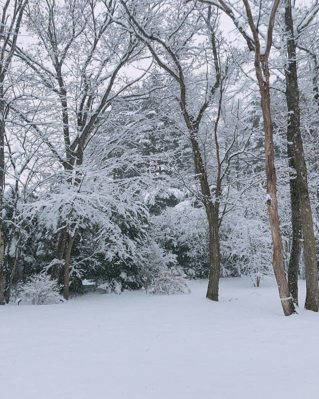 内田恭子さんのインスタグラム写真 - (内田恭子Instagram)「春休みですが。山の家はまた雪景色。  Enjoying the spring snow!!  #雪景色 #雪 #snowing #山の家 #内田恭子 #kyokouchida」3月22日 11時46分 - kyoko.uchida.official