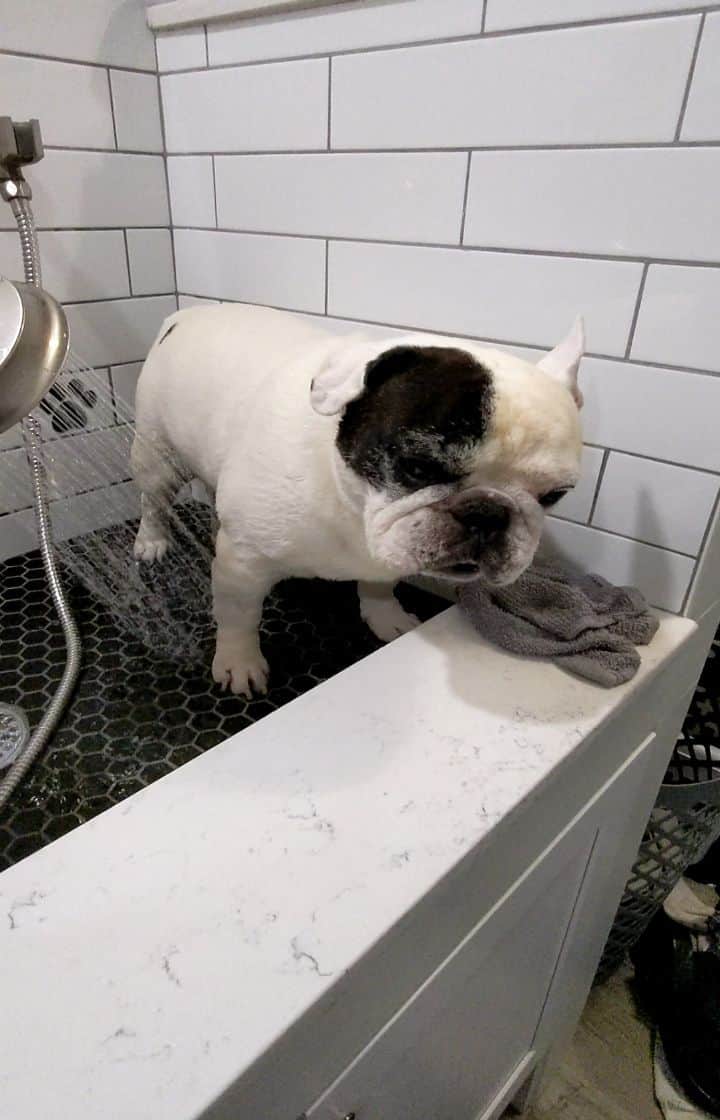 Manny The Frenchieのインスタグラム：「Baths on Mondays should be illegal. 😒」