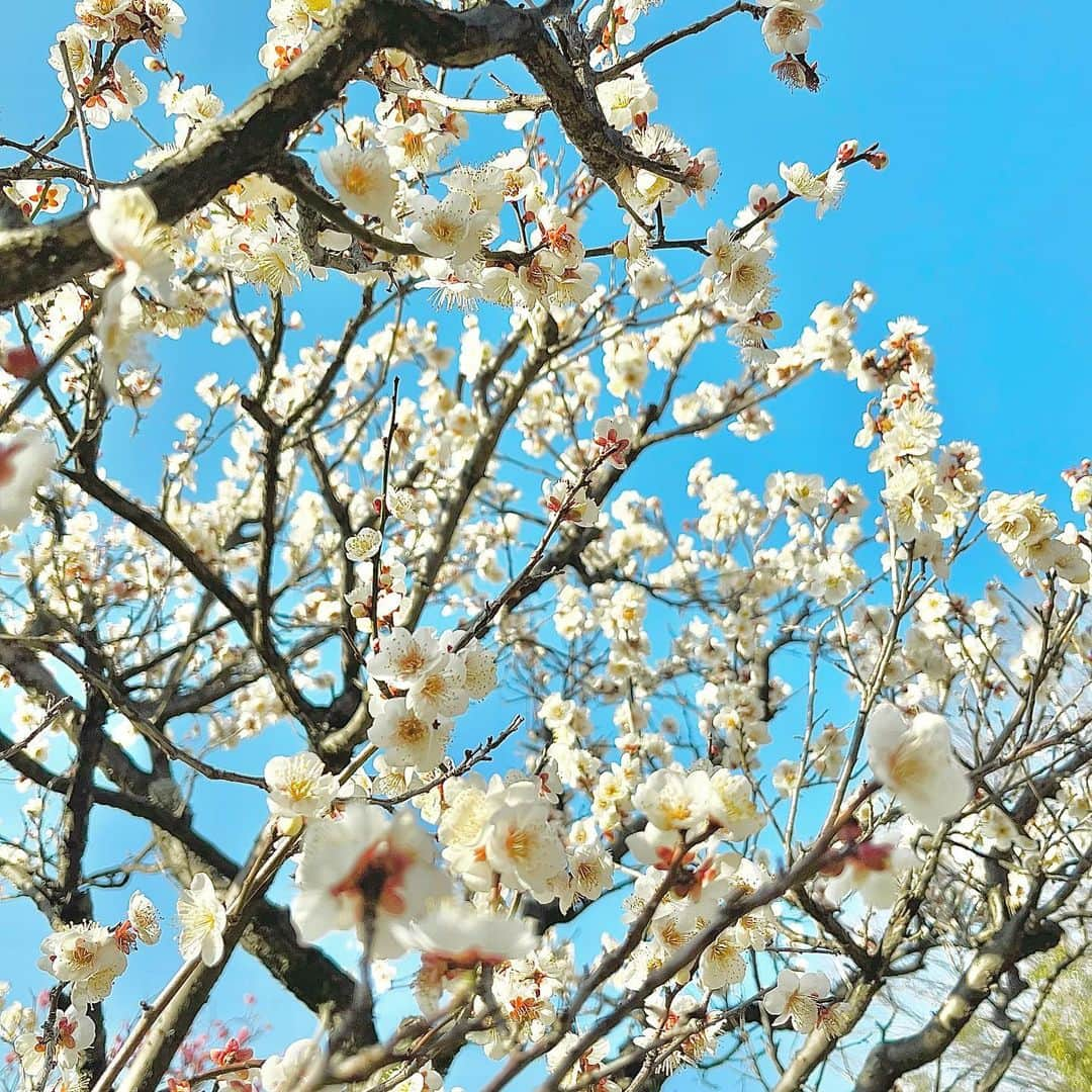 角谷暁子さんのインスタグラム写真 - (角谷暁子Instagram)「寒の戻りと雪で梅や桜が心配です...。  今週の #カド立つ 配信はじまっています！テレ東BIZやテレ東YouTubeチャンネルでご覧ください。 #日経プラス9サタデー」3月22日 17時27分 - kadoya_akiko