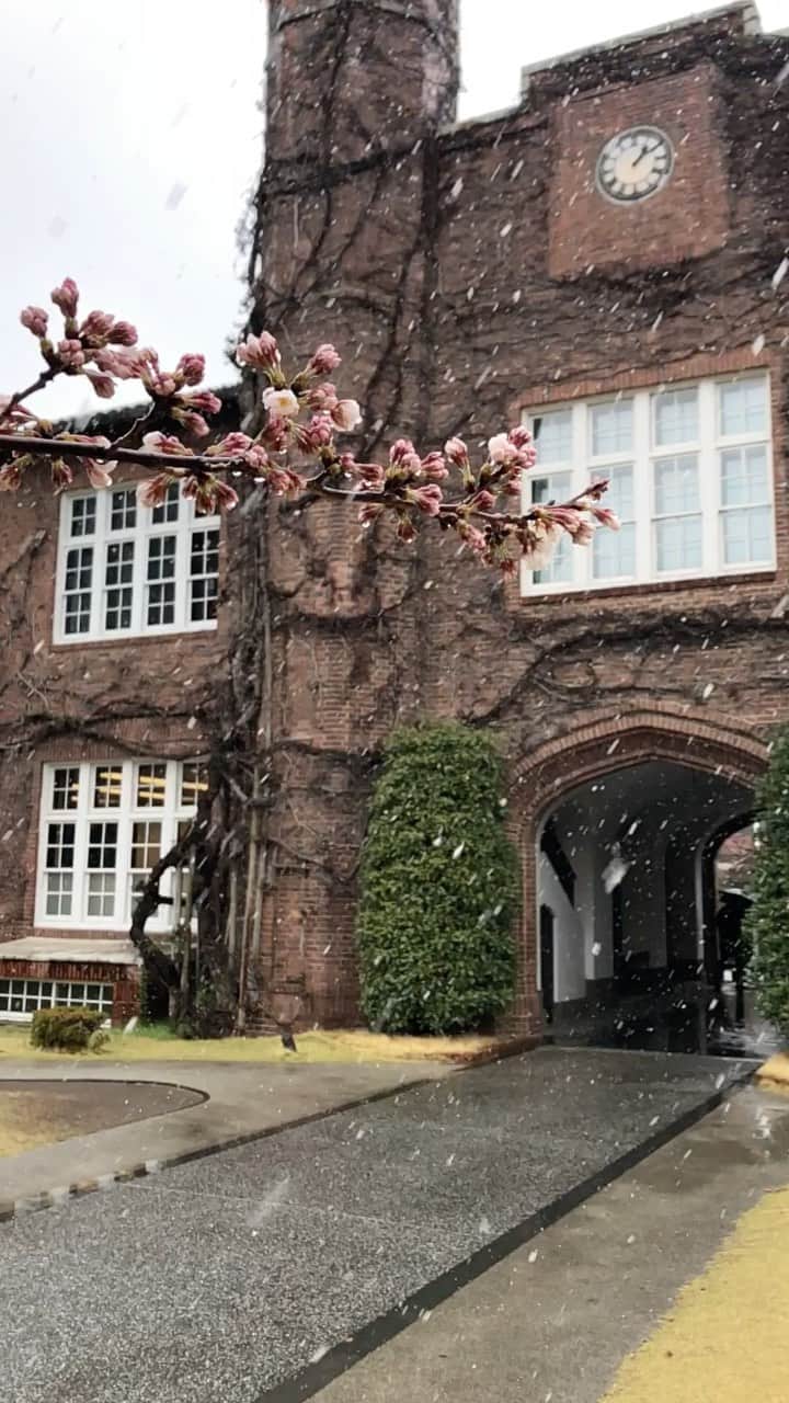 立教大学のインスタグラム：「今日は桜の咲き始めた池袋キャンパスに冷たい雪が降りました❄️」