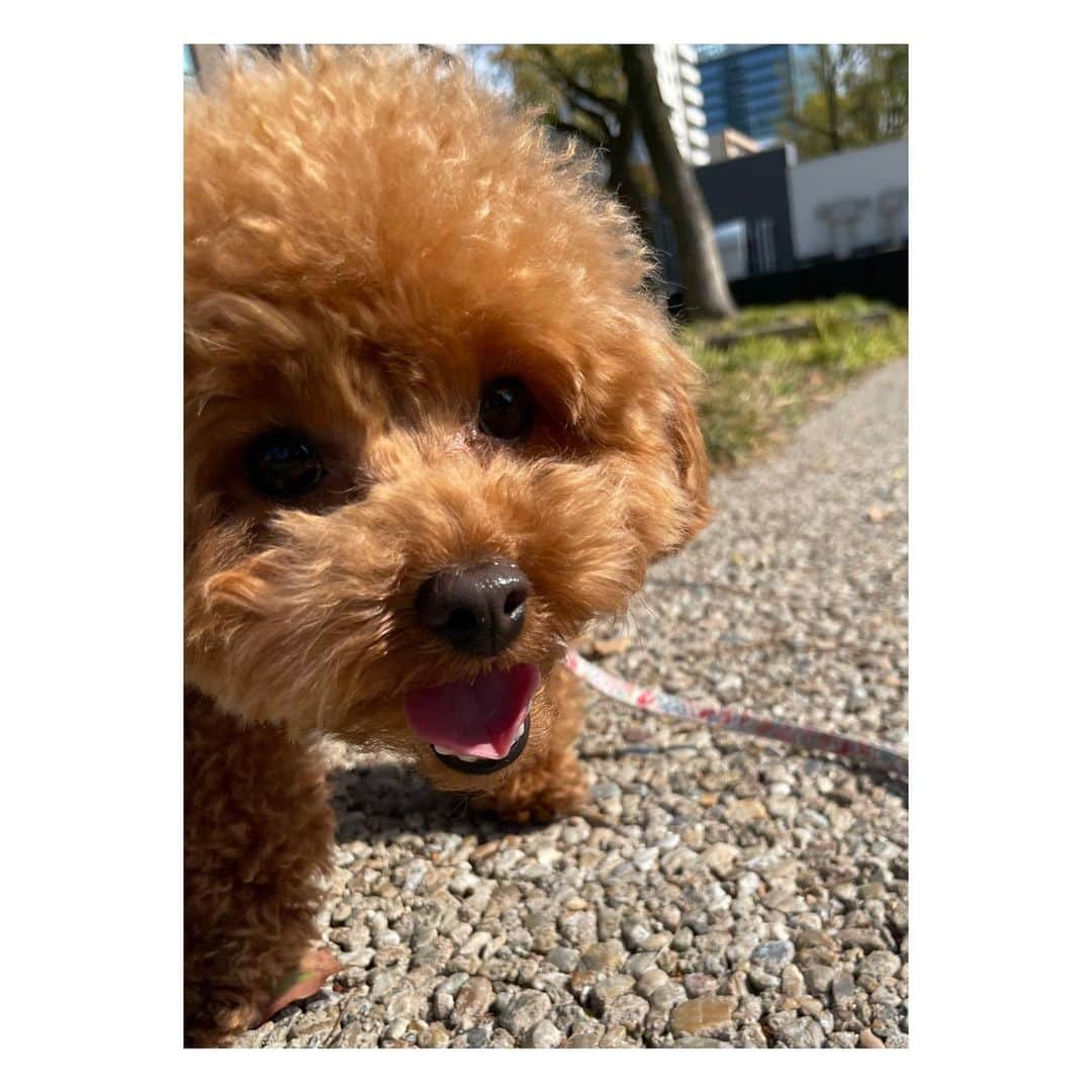 阿部芳美さんのインスタグラム写真 - (阿部芳美Instagram)「春の散歩はウキウキしますね🐕🌸  今日はお休みだったので、 ゆっくりとお散歩してきました☺️  毛がモフモフなむぎは、 少し暑そうでした🤏💦  ワンコの写真を撮るのは難しい🥺 もっと可愛く撮ってあげたい…！！ (帰宅後は、むぎさん爆睡です。💤)  #トイプードル #わんすたぐらむ #ふわもこ部 #犬のいる暮らし #春の散歩 #🌸 #むぎ #阿部芳美」4月6日 15時34分 - yoshimi_abe0410