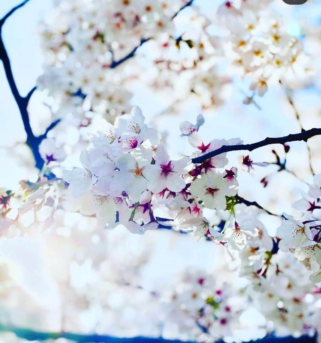 大野篤史のインスタグラム：「2022  春になりましたね。  石川も桜満開かな。 #帰りたいなー #伏見川沿いの桜 #行きたいなー」
