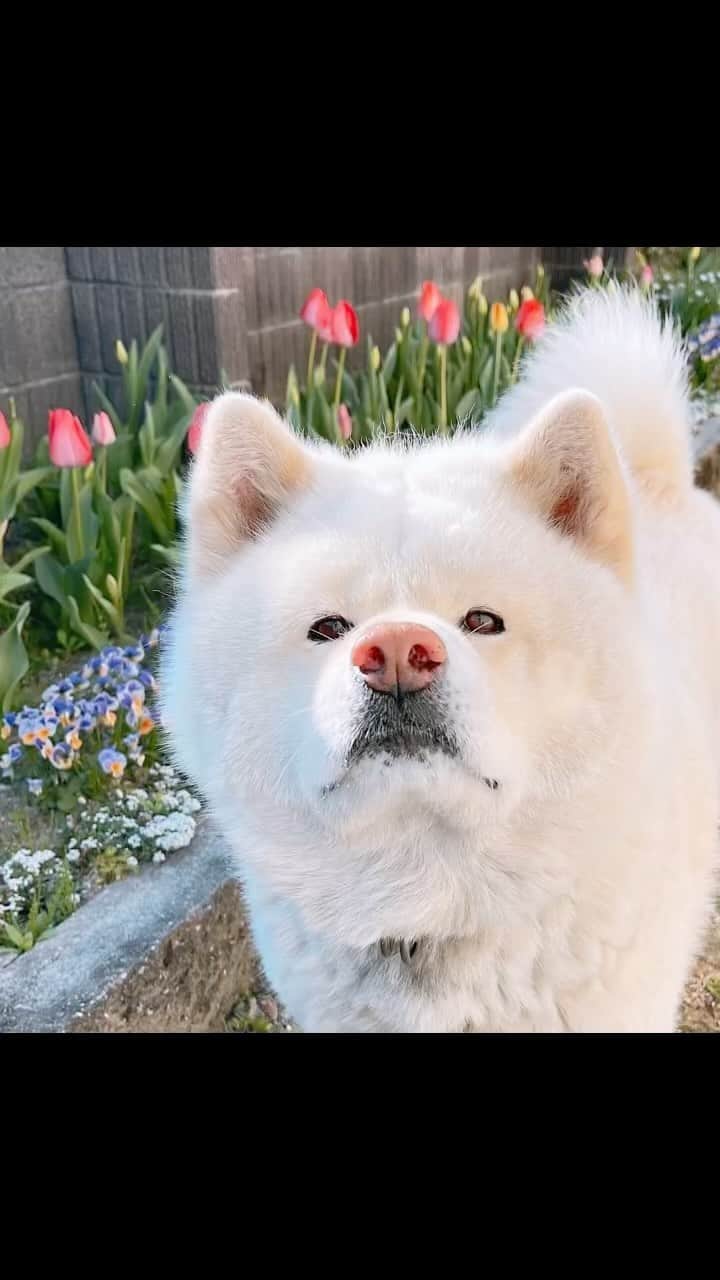 のインスタグラム：「#おはようございます#朝食#モーニング #goodmorning #breakfast  #akitainu #dogsofinstagram  #秋田犬#秋田犬マグ#おはようマグ #今朝のマグ #チューリップ#白色チューリップ #ハートチューリップ花壇 #レーズンパン#サラダ #カフェオレ#珈琲 #水谷雅子#水谷雅子beautybook50の私 #水谷雅子の美容の秘訣シリーズ  名古屋22℃☀️ おはようございます！ 今朝は清々しい晴れ 日中は暖かくシャツ一枚でも過ごせるようです。 寒暖差はありますので体調管理には気をつけてくださいね！花粉、紫外線にも注意ね！ 今日も頑張って行ってらっしゃい❤️」