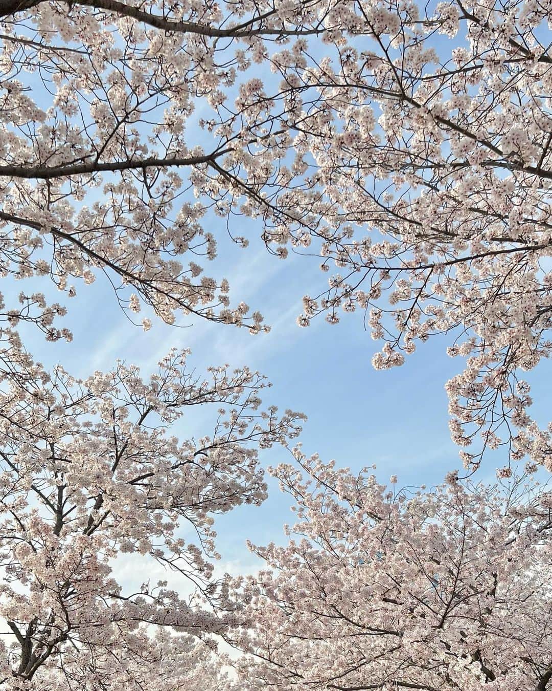 照井和希のインスタグラム：「SAKURA🌸   たった一瞬で沢山の人を魅了して まだまだって時にサッと これまた一瞬で消えていく。  桜の魅力 ⁎⋆*  ⋱⋰ ⋱⋰ ⋱⋰ ⋱⋰ ⋱⋰ ⋱⋰ ⋱⋰ ⋱⋰ ⋱⋰ ⋱⋰ ⋱⋰ ⋱⋰   #cherryblossom #cherryblossoms  #sakura #大阪城公園 #さくら #お花見 #春」
