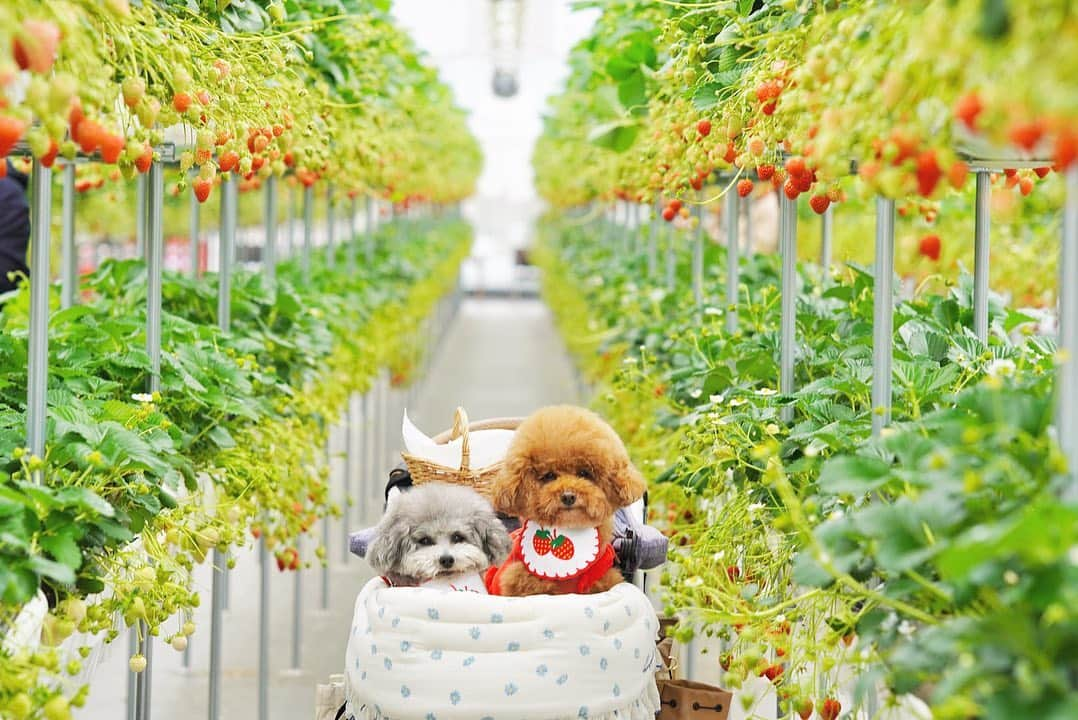 照井和希のインスタグラム：「犬と行けるいちご園🍓  #高野いちご園 に行ってきたよ◡̈❁♡  いちご狩りって小さい時の記憶すらあんまりなくて 久しぶりに行けたのは勿論、こうして愛犬と 一緒に思い出が作れる場所があって本当に嬉しい☺️🌸  残念ながら食わず嫌いのくまもちゅは いちごは食べませんでしたが（笑） てかそもそもフルーツが嫌いみたい🥺🍌🍑笑  いちご見て いらん、ってしてるくまも なんやねんこれって顔のもちゅも可愛すぎてw もっと楽しそうにしてww☺️🍓🌸  とりあえず飼い主が一生懸命食べました←笑 とっても楽しかったです🐶🍓笑 いちご30個は食べたかな〜45分短かったな〜🤣💭  愛犬すたぐらむ 🐻🐨 @kumamochuyu   滋賀県は何度か行ってるんやけど ほんっっまに住みたいくらい滋賀県好き😢💗 のどかで空気もおいしくて、どこも楽しくて最高🐰✨ 犬と住む環境には最適な場所だわ🗾🇯🇵  ⋱⋰ ⋱⋰ ⋱⋰ ⋱⋰ ⋱⋰ ⋱⋰ ⋱⋰ ⋱⋰ ⋱⋰ ⋱⋰ ⋱⋰ ⋱⋰   #いちご狩り #滋賀県 #犬との暮らし #いぬすたぐらむ #くまもちゅ #トイプードル #トイプードルカット #トイプードル部 #トイプードルシルバー #トイプードルレッド #多頭飼育 #保護犬を家族に #カメラ女子 #カメラ初心者 #ペット撮影 #関西わんこ #愛犬と旅行 #もふもふ #犬との生活 #ゆかいなワンバサダー #wanqolで湯快わんわんリゾート粟津 #wanqol」