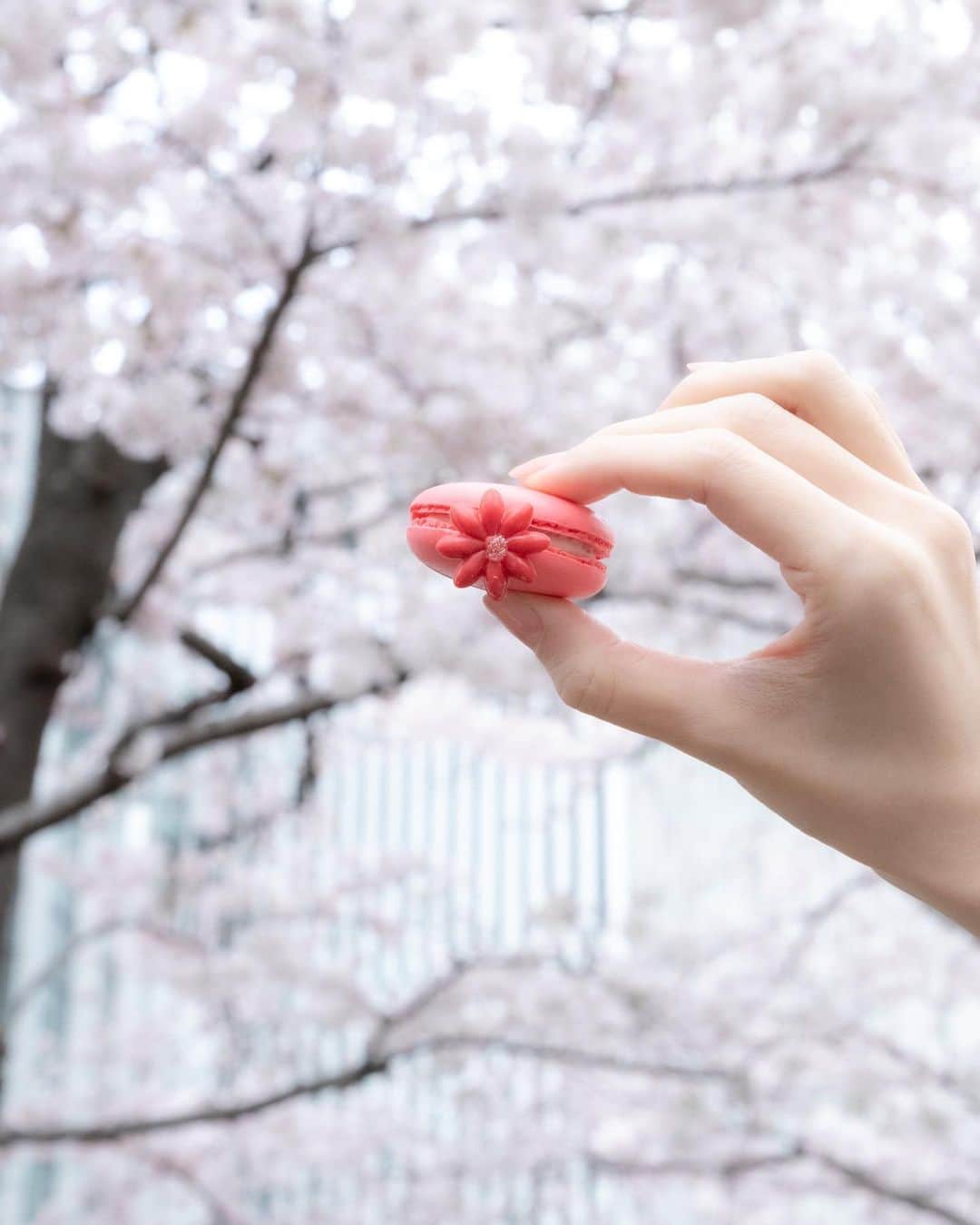 吉井明子さんのインスタグラム写真 - (吉井明子Instagram)「🌸明さんぽ＆奈緒さんぽ🌸 の思い出✨  満開の桜🌸とマカロンを持つ私の手  奈緒子さん @naoko_ueki_  @brand_new_me_naoko  が撮ってくれましたよ。  お気に入りすぎて1枚目をスマホの壁紙にしちゃいました💕  #明さんぽ #奈緒さんぽ #気象予報士 #気象キャスター #植木奈緒子 さんと #お花見 #六本木ミッドタウン #キャスター #weatherforecaster #기상캐스터　#氣象主播 #吉井明子 #桜🌸 #東京の桜 #桜 #cherryblossom #sakura #벚꽃 #樱花  #ピンクマカロン #手」4月6日 12時05分 - akiko_yoshii_sunny_rain