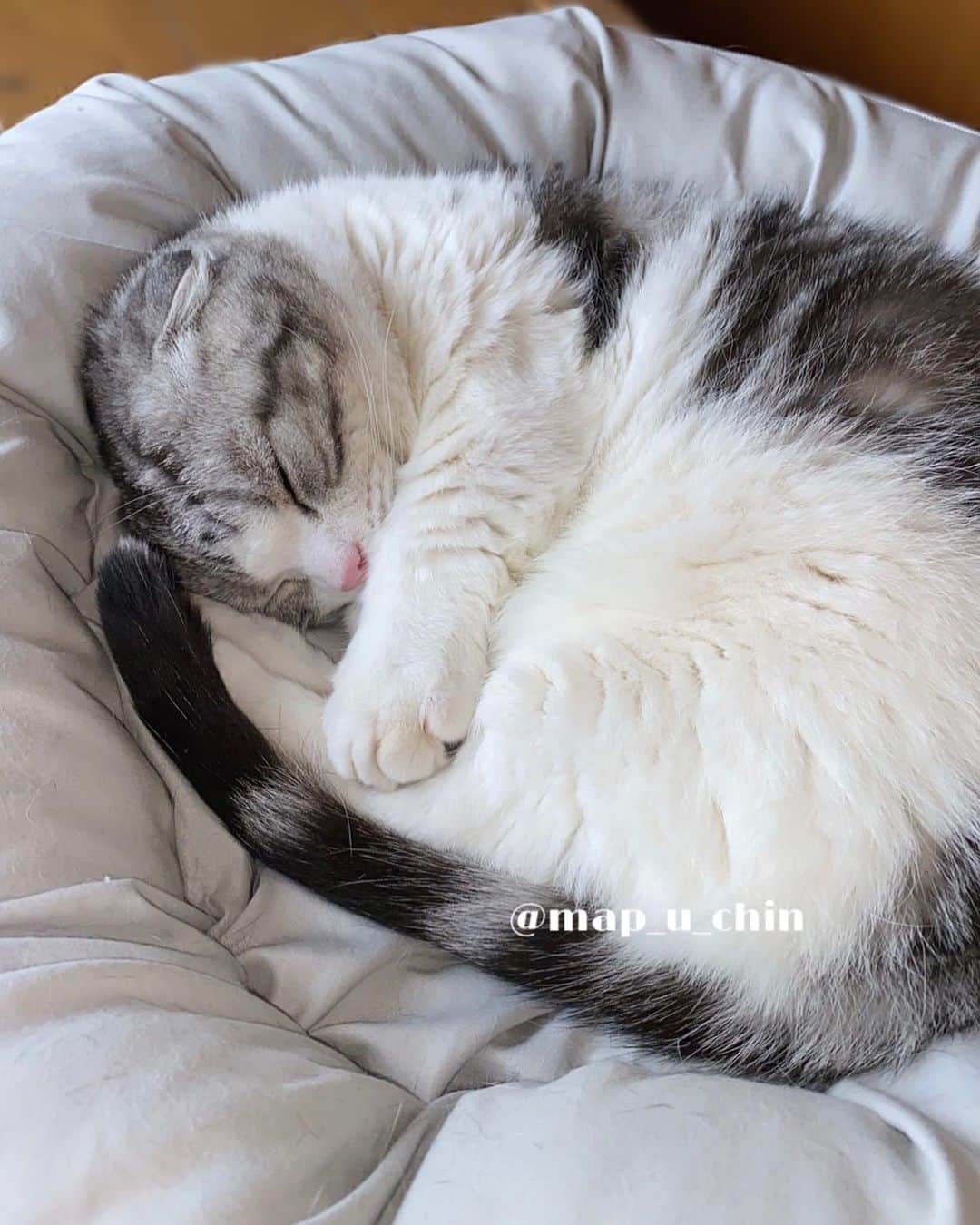まっぷーちんのインスタグラム：「おはようございます。  まっぷーちんは毎日変わらずベッドでぬくぬくしています。  #猫 #ねこ #cat #マンチカン #短足マンチカン #折れ耳マンチカン #manchkin」