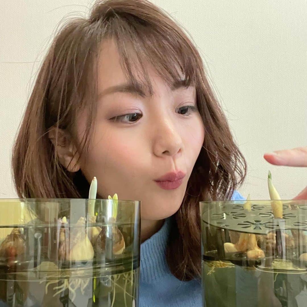 フジテレビアナウンサーのインスタグラム：「. 4年目、井上清華です。  母から送られてきた水耕栽培のスノードロップとクロッカス💠 冬は暗い場所で寒さにしっかりあてること、と書いてあったのでベランダに出しっぱなしにしていたら、、どうやら成長が少し遅いようです。笑 実家のものには、既に可愛いお花が、、😮‍💨💐  ここから追い上げるはず！！ ニョキニョキと毎日頑張っている姿に癒されています✌️  #フジテレビアナウンサー #井上清華 #8ッピー」