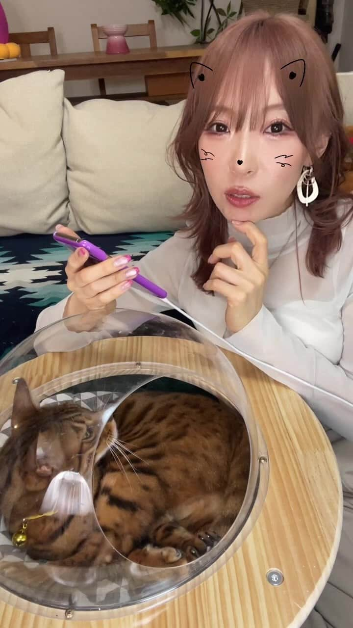 にゃんたまハウスのインスタグラム：「ネムネムニコとインスタライブ3/23 #ベンガル猫 #雑談」