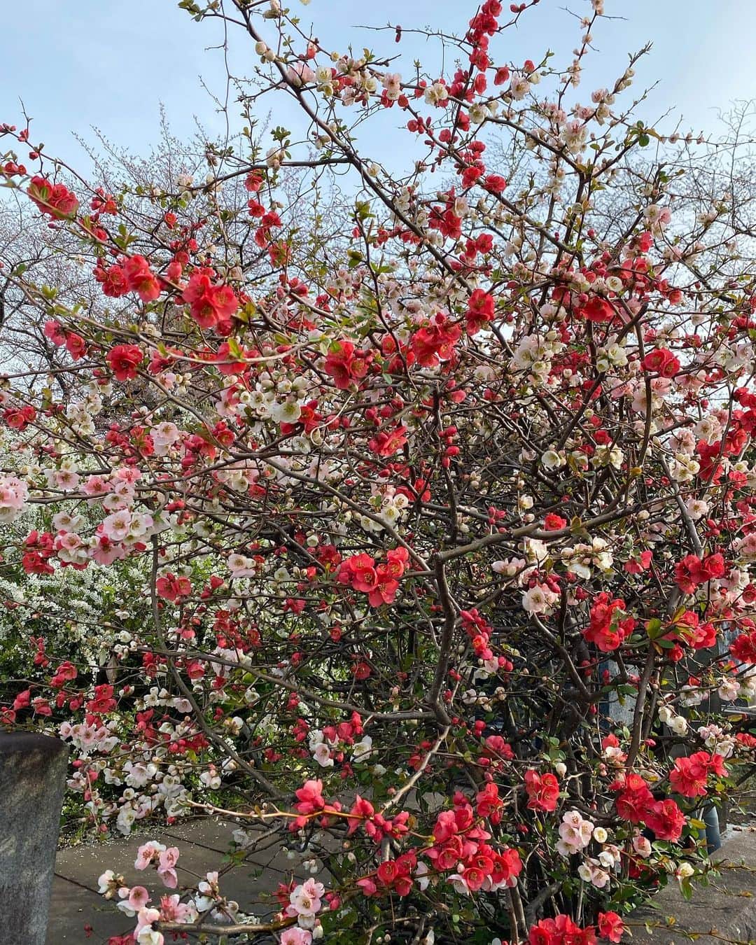 高岡早紀 さんのインスタグラム写真 - (高岡早紀 Instagram)「春うらら。 美しすぎる。。  #朝散歩　#春」3月23日 11時00分 - saki_takaoka