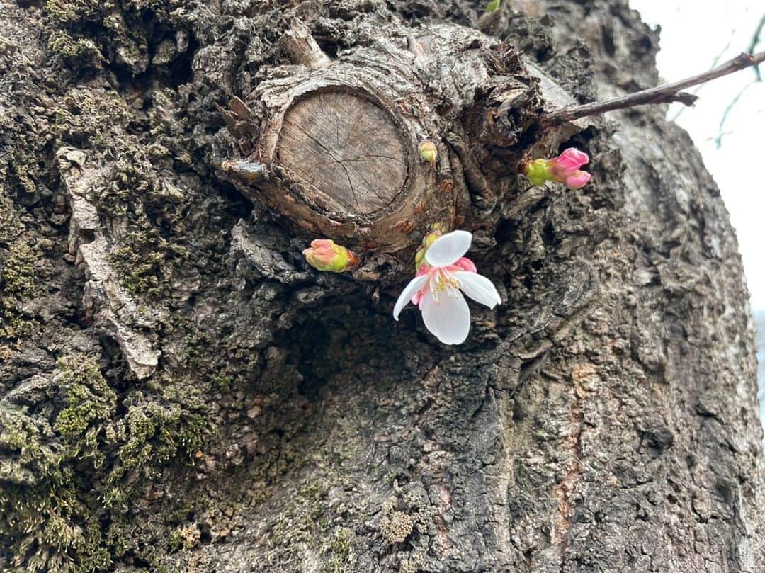 及川奈央さんのインスタグラム写真 - (及川奈央Instagram)「父から送られてきた #桜🌸 可愛い。」3月23日 12時25分 - naooikawa