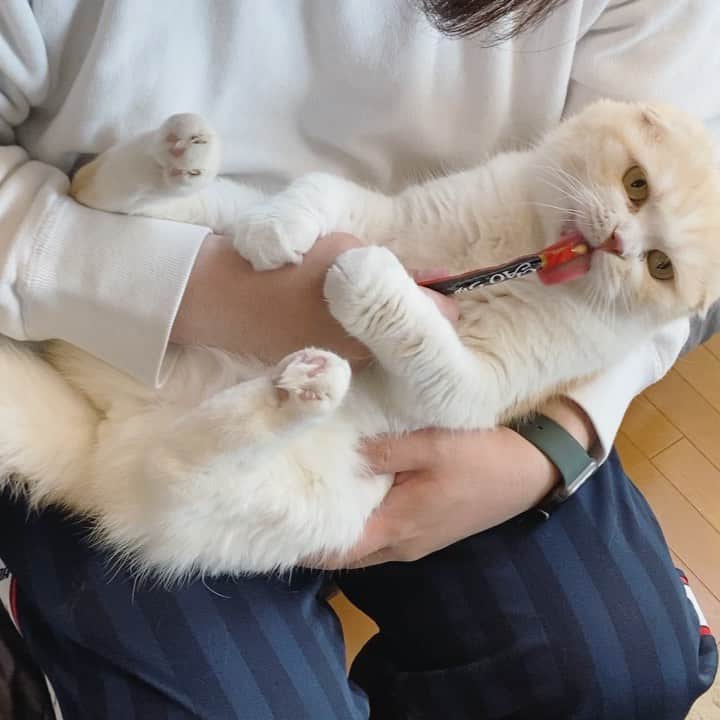 Chiyomame ちよまめのインスタグラム：「👨🏻💕🍭🐈 かりんはいつもおとしゃんのお膝の上の特等席でちゅーるをいただきます😋 何歳になってもずっと変わらない習慣🍭 . .  #スコティッシュフォールド#ScottishFold #adorable #thedailykitten#猫 #heavyrain#Excellent_Kittens#catsofinstagram#kitten #kitty #kawaii#ScottishFold_karin #scottishfoldkitten#Excellent_Kittens#cutepetclub#まん丸ねこ部#むちむち#ぺこねこ部 #みんなのねこ部 #みんねこ#ちゅーる　#ciaoちゅーる」