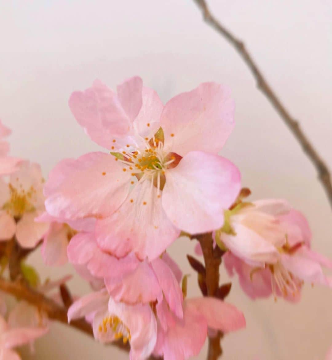 秋元真夏さんのインスタグラム写真 - (秋元真夏Instagram)「.  桜咲いた！と思ったら さむいねぇ🌸」3月23日 16時34分 - manatsu.akimoto_official