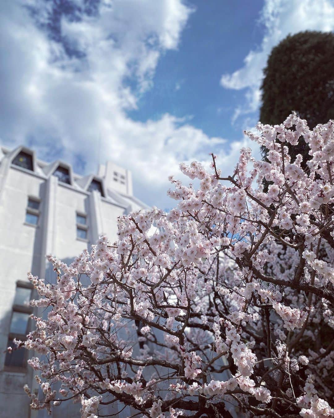 徳永有美さんのインスタグラム写真 - (徳永有美Instagram)「寒い日が続いています。 みなさん体調は大丈夫ですか？  ある日の素晴らしい梅の花。 見事に豊かで麗しく、ドキドキするほど。 ここには希望しかない、と思うのは私だけか。」3月23日 19時33分 - yumi_tokunaga.official