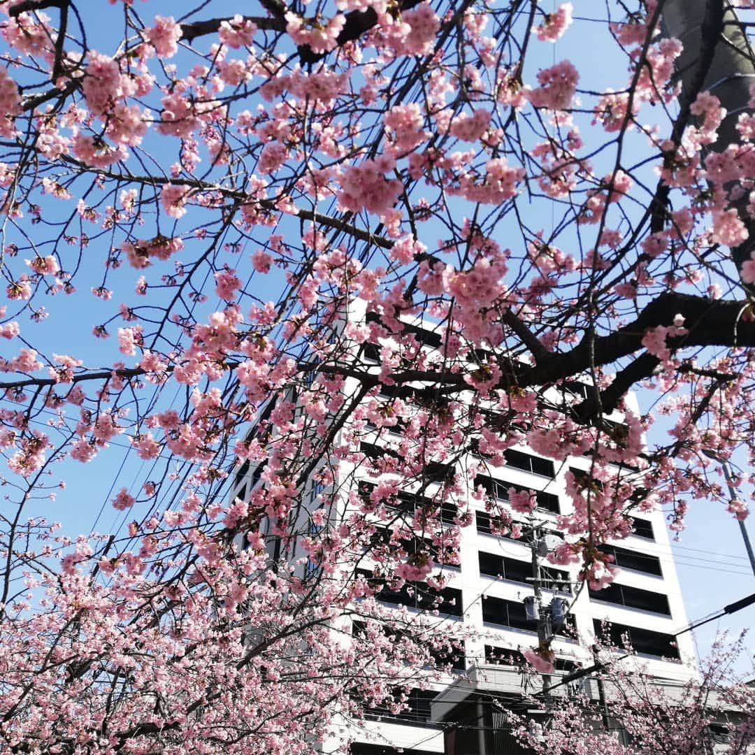 木村玲美さんのインスタグラム写真 - (木村玲美Instagram)「大好きでした🌸  見慣れたこの場所からの風景を胸に焼き付けて さぁ　飛び出そう  #桜みちまつりフォトコン  #桜みちまつり #オオカンザクラの並木道  #早咲き桜 #オオカンザクラ #sakura #桜 #cherryblossom #バイバイ」3月23日 21時28分 - remmi_kimura