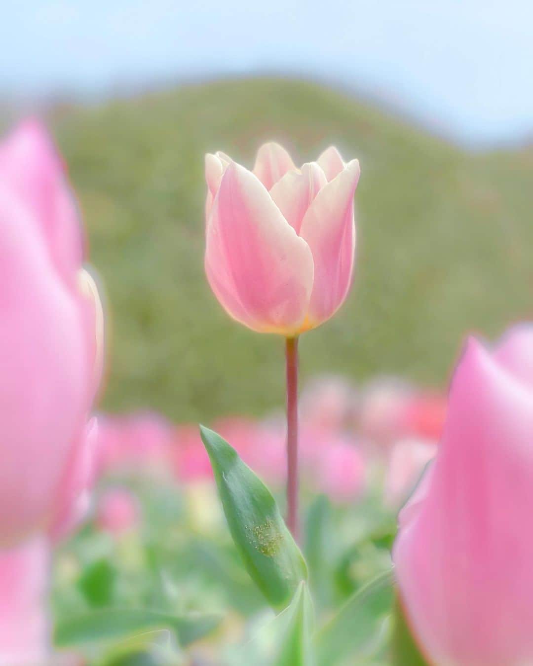 岩本恵美加のインスタグラム：「𓂃𖧷  #吉田公園 #チューリップまつり 🌷ᐝ ㅤㅤ 蕾もたくさんあったから まだまだ楽しめそう♡ ㅤㅤ  ﹊ ﹊ ﹊ ﹊ ﹊ ﹊ ﹊ ﹊ ﹊ ﹊ ﹊ ﹊­­ ﹊ ﹊ ﹊ ﹊­­ #チューリップ #チューリップ畑 #ちゅーりっぷ #花 #お花の写真 #花の写真 #花スタグラム」