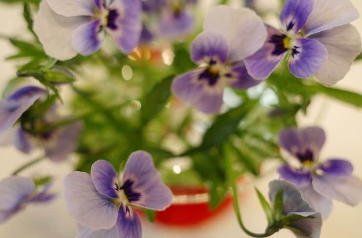 内山理名さんのインスタグラム写真 - (内山理名Instagram)「💭💭  ビオラのブルー・ピンク・紫色のグラデーションがとってもすき💜  暖かくなったり寒くなったりとしていますが、花はどんどん咲いて庭は春らしくなっています。朝はこのモリモリな子たちを摘んで一輪挿しに生けたり、水に浮かべたり。  Have a beautiful day!!  #violaflowers」3月24日 9時17分 - rinauchiyama_official