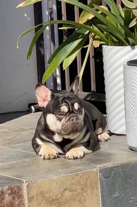 Oprahnbooのインスタグラム：「Chocolate and tan. #frenchbulldog #doglover  #dogsofinstagram #dogsoftheday  #gorgeousboy  #tag #share ##dogoftheworld🌍 #dogsforinstagram」