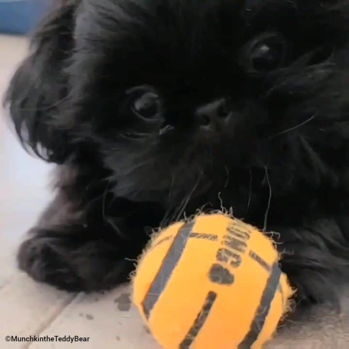 Original Teddy Bear Dogのインスタグラム：「Happy #NationalPuppyDay! 🐶 I'm still a puppy but this is me as a puppy puppy playing with my first ball and picking up all the dust I could on my flat face 😂🍫🖤」