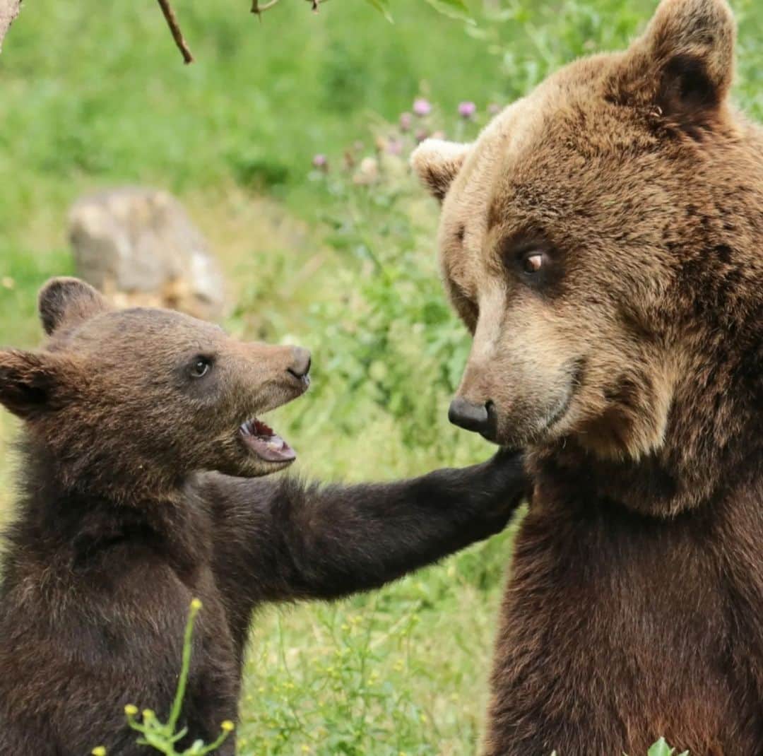 Bearsのインスタグラム：「"Hey Mummy, it's #worldbearday, let's celebrate together!" 🐻❤️  #happyworldbearday  📸 to the respective owner. (please let me know if you took this pic)  #bear #bears #bearcub #cub #animal #animals #saveourbears #bearlove #savetheanimals #love #cute #sweet #adorable #nature #photo #wildlife #photography #wildlifephotography #lovely #animallove #belovedbears」