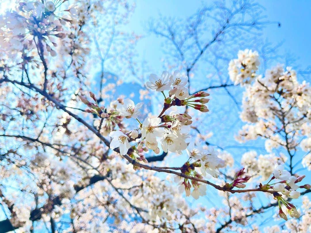 下村彩里のインスタグラム：「春🌸 今日の毛利庭園の#桜　です😊  何本かあるうち1本の #ソメイヨシノ は 日当たりが良かったのか... すでに#8分咲き　くらいになっていました🌸  3.4枚目は ちょうど2週間前の毛利庭園の景色。  一気に華やぎました〜💐❣️  #最後の #写真は #バレエ好きで #仲良くさせて頂いていた #ディレクターの方と📷 #春は #大好きな季節ですが、 #卒業 や #別れ の季節でもあります🥲  #下村彩里 #テレビ朝日#テレビ朝日アナウンサー#春#出会い#別れ#季節#さくら#青空に映える#ピンク色」