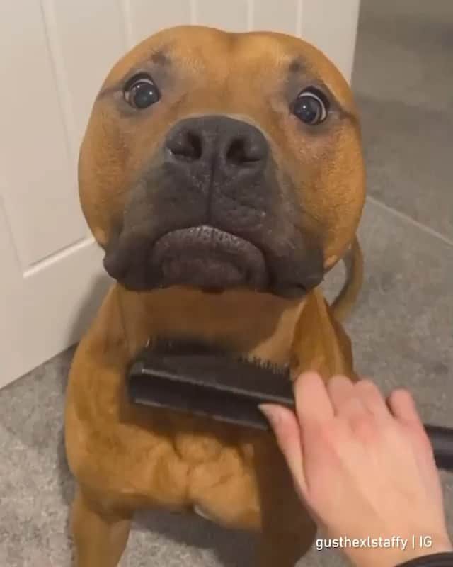 DogsOf Instagramのインスタグラム：「Give the boy everything! 😍 @gusthexlstaffy with the expert puppy eyes   #babyseal #dogsofinstagram #greatpetliving」