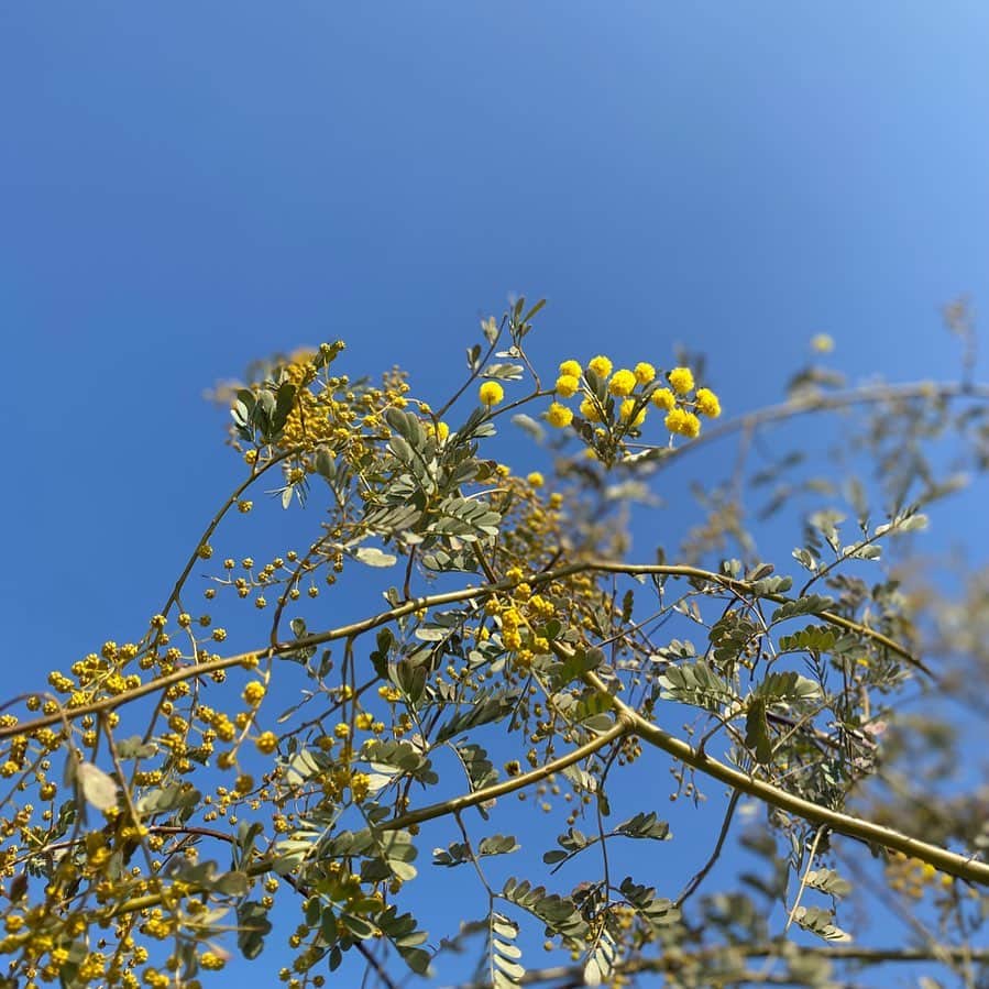板谷由夏 さんのインスタグラム写真 - (板谷由夏 Instagram)「秋に新しく植えたミモザが咲いてくれた。 よかった！根付いてくれてた。 庭の木々も新芽が出てきて賑やか。 ウグイス鳴いてるよ。」3月24日 15時04分 - yukaitaya