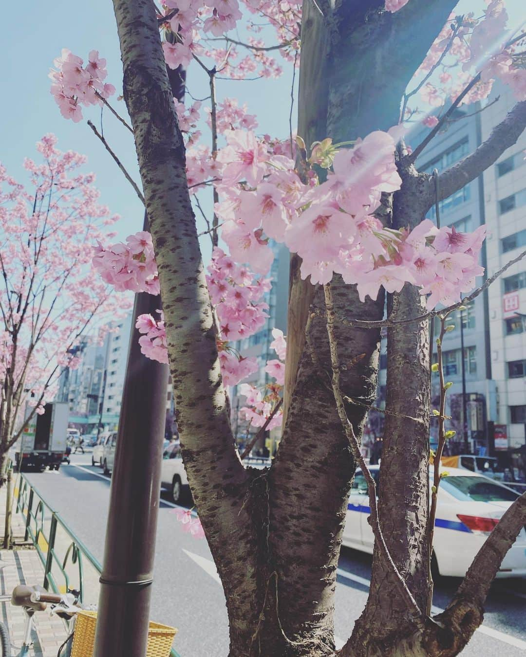 ほしのあすかのインスタグラム：「今日のプレゼント🎁😌🌸 晴れていて今日は良い天気🌸 さくら🌸がさいてる  #プレゼント #お花 #写真 #さくら #桜 #Cherryblossom」