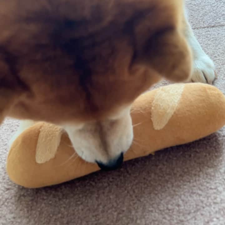 豆柴つむじくんのインスタグラム：「新しいおもちゃ #豆柴 #柴犬 #시바견 #shiba #shibainu #shibastagram #shibalove #shibadog #つむじ #ここ柴部 #誕生日前日」