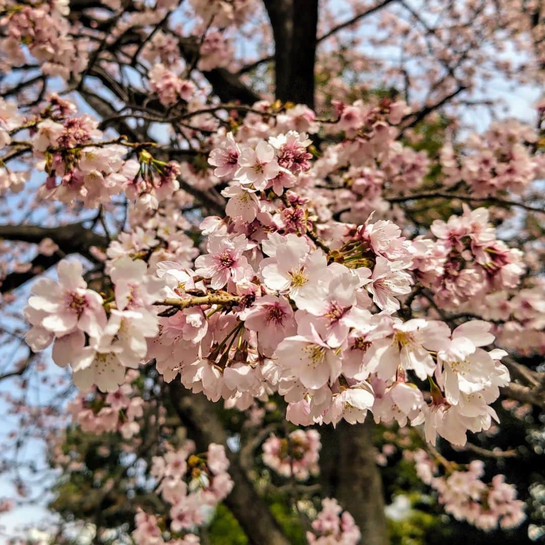 中田有紀さんのインスタグラム写真 - (中田有紀Instagram)「これは早咲きの桜ですが、ソメイヨシノの枝も遠目から見てピンクに色付いてきたのがわかります。 開花が楽しみですね🌸  さて、開催が近くなりましたので、もう一度お知らせです🔔  古舘プロジェクト所属の放送作家・嵯峨野功一さんの「さくさく作文教室®︎」で、春休みスペシャル講座「プレゼン上手な小学生になろう」が開催されます。 今回そのお手伝いをさせていただくこととなりました😃  3/27(日)午前と午後の2回。 各2時間のうち、前半は嵯峨野先生の指導で作文の書き方を学んでプレゼンの文章を作り上げ、後半は私が発表のコツなどをお伝えできればと思っています。 どちらの回も同じ内容になります。  詳しい事はこちら(→ @sakusakusakubun)のプロフィールのリンクからどうぞ😉 リンク先にある【スペシャル講座】をクリックしていただくと予約ページに移動できます。  小学生向けの講座です。 ご興味ありましたら是非📒✐  #さくさく作文教室 #嵯峨野功一 さん #春休み #スペシャル講座 #小学生向け #オンライン講座」3月24日 17時31分 - akinakada0508