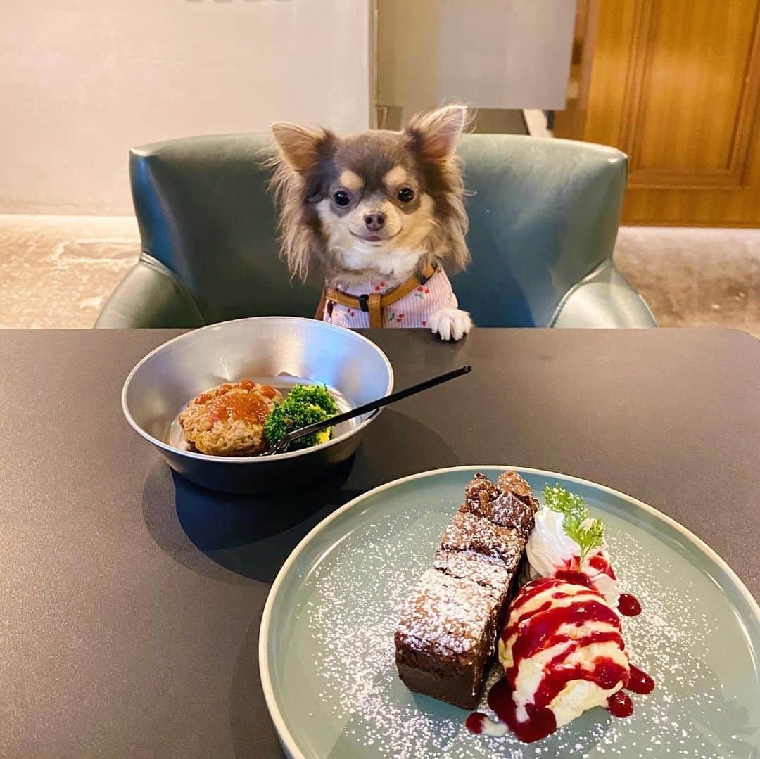 田原可南子のインスタグラム：「Happy birthday T❤️  我が家の末っ子ティナさん 3歳になりました🥳🎂 ラム肉ハンバーグをちゃこ姉と半分こ。  いつまでもベイビーちゃんで 甘えん坊だけど物分かりがよく とっても育てやすい子です。 変わり者で面白くて、いつも笑わせてくれる🤭 昨年から軽めのてんかんが出始めてしまいましたが。 これ以上おおごとになりませんよう。 健康で、毎日楽しく元気に生きてほしいな！ I love you🫶  🍋と🍒柄のワッフルTがださかわすぎて一目惚れ。 2匹おそろいでゲットしました😂」