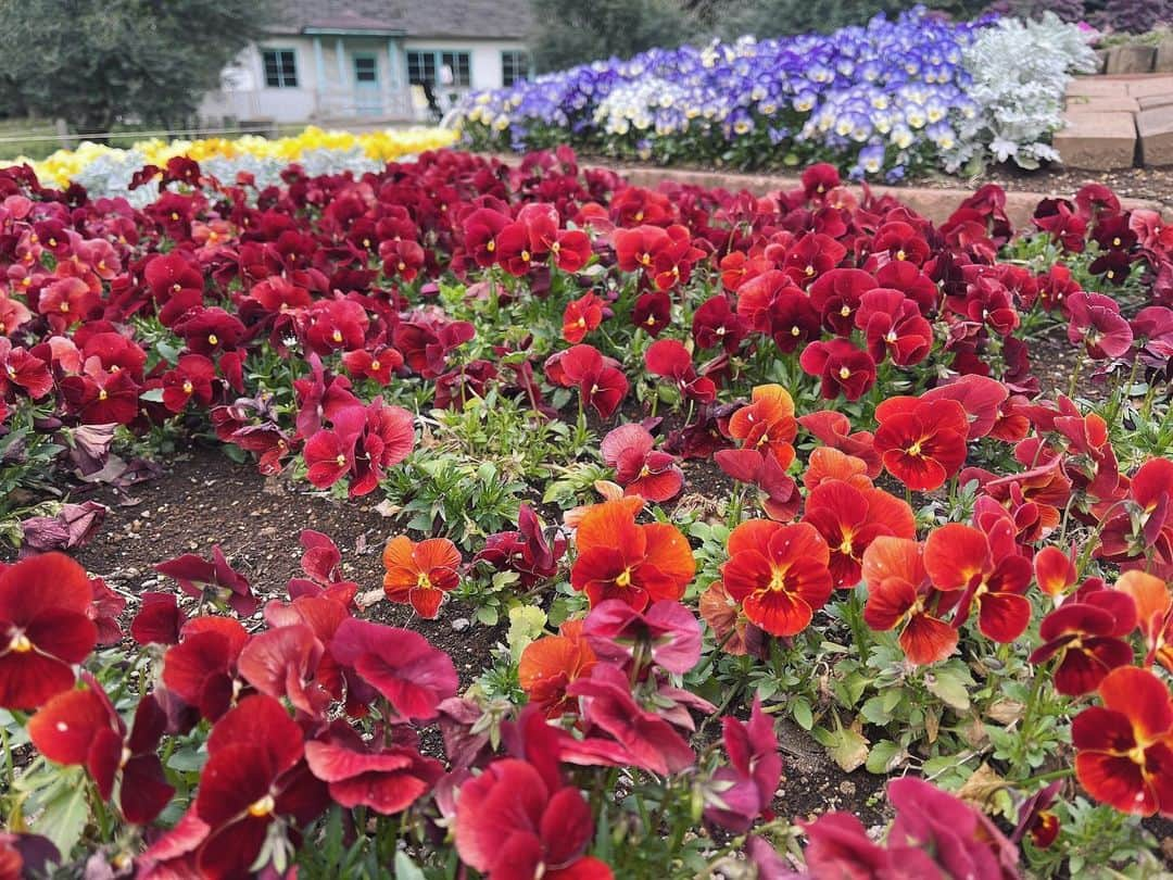 清瀬汐希さんのインスタグラム写真 - (清瀬汐希Instagram)「🌼」3月25日 0時42分 - yuki_kiyose_